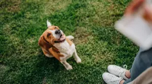 Cane seduto sull’erba guarda una persona durante un esercizio di addestramento all’aperto