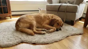 Cane sdraiato e addormentato su un tappeto in casa, segno di stanchezza e bisogno di riposo