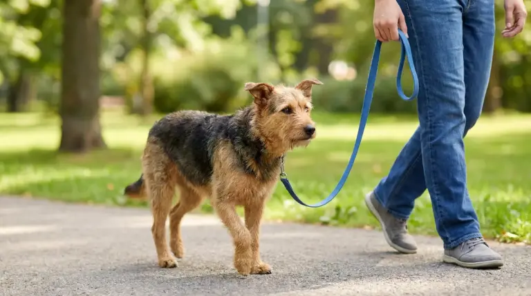 Cane al guinzaglio accanto a una persona durante una passeggiata al parco