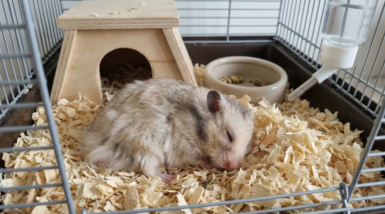 Criceto che dorme nella gabbia su trucioli di legno, accanto a una casetta e alla ciotola del cibo