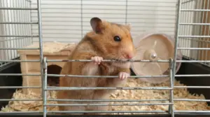 Criceto che morde le sbarre della gabbia, con ruota e casetta sullo sfondo