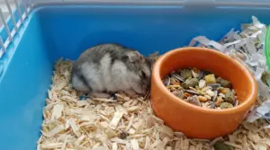 Criceto fermo nella gabbia accanto alla ciotola del cibo, possibile segnale di letargia o malessere