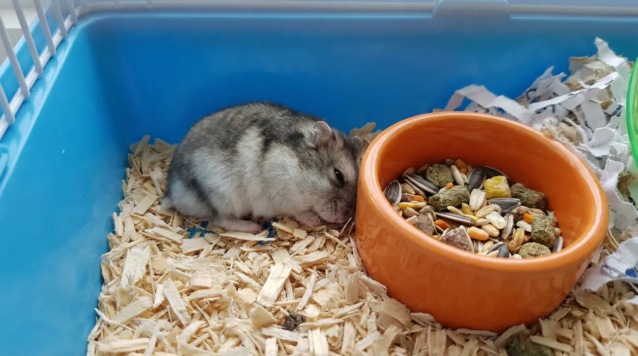Criceto fermo nella gabbia accanto alla ciotola del cibo, possibile segnale di letargia o malessere