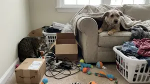 Cane sul divano e gatto tra scatole, cavi e bucato in una stanza disordinata