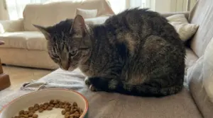 Gatto tigrato dall’aria apatica accanto a una ciotola di crocchette sul divano di casa