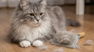 Gatto a pelo lungo sdraiato sul pavimento accanto a una spazzola piena di pelo perso