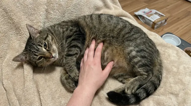 Gatto tigrato sdraiato mentre una mano tocca l’addome per controllare una possibile pancia gonfia