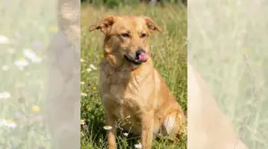 Cane seduto in un prato che si lecca il naso, segnale calmante del linguaggio canino