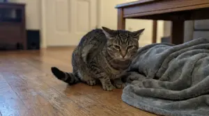 Gatto tigrato accucciato sul pavimento con orecchie abbassate, segnale di fastidio in casa