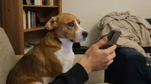 Cane sul divano osserva una persona che usa lo smartphone in soggiorno, in una situazione che può generare stress