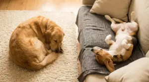 Due cani dormono in posizioni diverse in casa: uno rannicchiato sul tappeto, l’altro a pancia in su sul divano