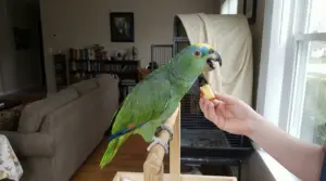 Pappagallo verde su trespolo in casa mentre una persona gli offre un pezzo di mela vicino alla gabbia