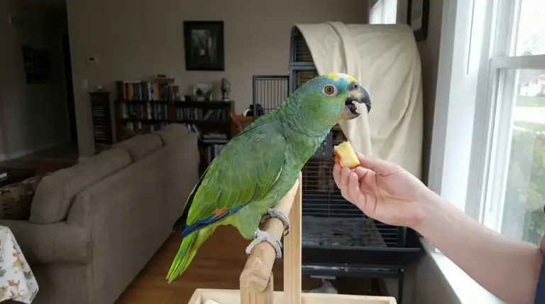 Pappagallo verde su trespolo in casa mentre una persona gli offre un pezzo di mela vicino alla gabbia