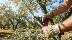 Mani con guanti mentre potano un ramo di ulivo con forbici da potatura in un oliveto