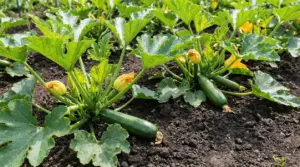 Piante di zucchine nell’orto con frutti verdi e fiori gialli su terreno coltivato