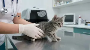 Gattino visitato dal veterinario su un tavolo clinico in ambulatorio