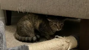 Gatto domestico nascosto sotto un divano con postura tesa, possibile segnale di disagio o stress