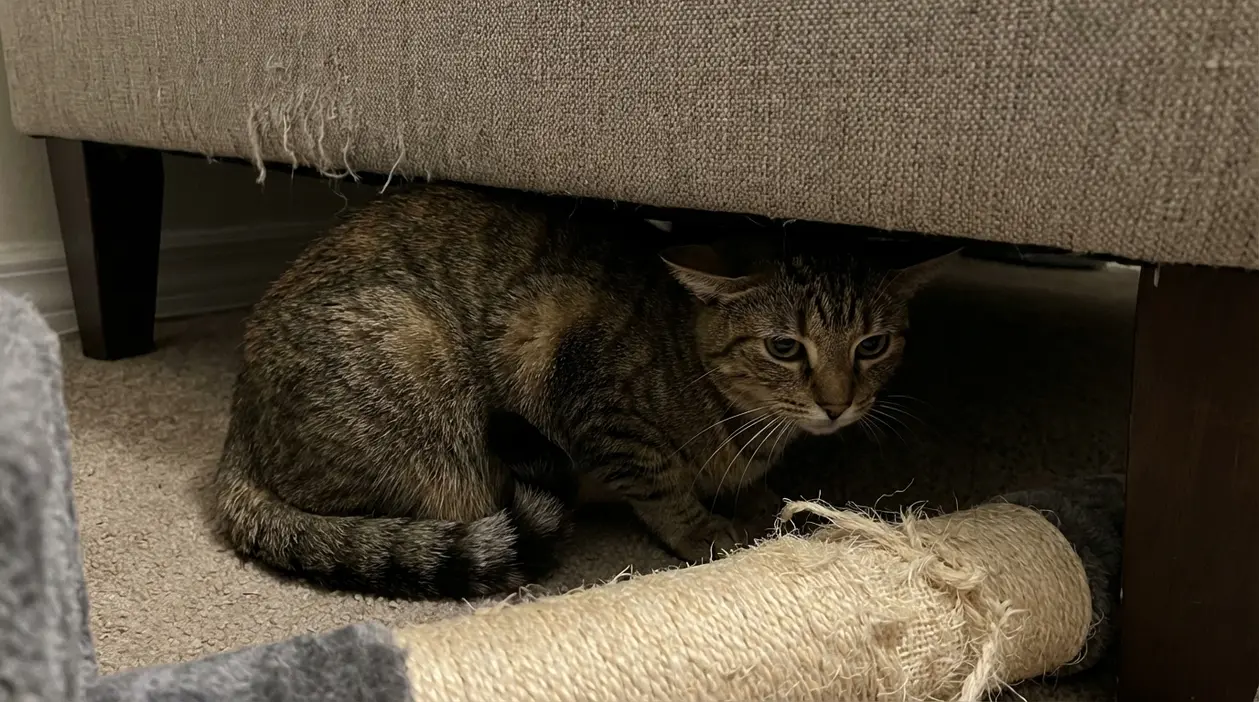 Gatto domestico nascosto sotto un divano con postura tesa, possibile segnale di disagio o stress