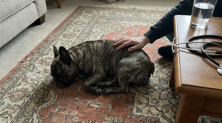 Cane sdraiato sul tappeto mentre una persona lo accarezza, con stetoscopio accanto, segno di stanchezza o malessere
