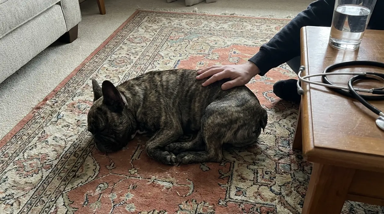 Cane sdraiato sul tappeto mentre una persona lo accarezza, con stetoscopio accanto, segno di stanchezza o malessere